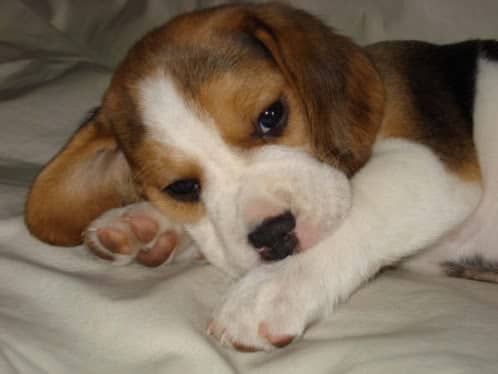 Beagle time (hora del beagle)