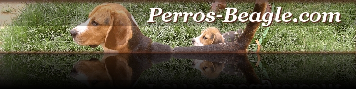Perros Beagle