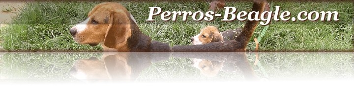 Perros Beagle