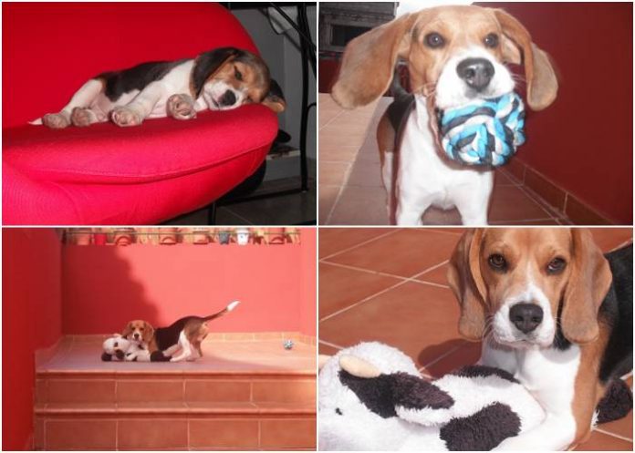 C Mo Educar A Un Cachorro De Beagle Por Nancy Garc A