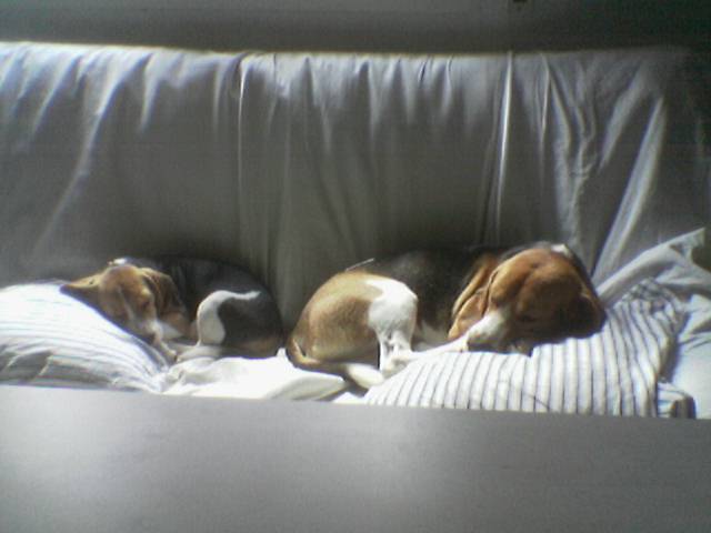 Mis beagles Garret y Gala