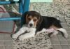 beagle Garret con pocas semanas