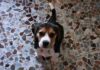 Garret-cachorro de beagle con pocas semanas