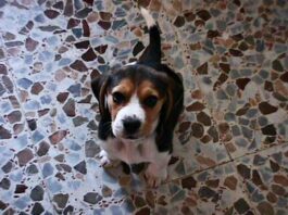 Garret-cachorro de beagle con pocas semanas