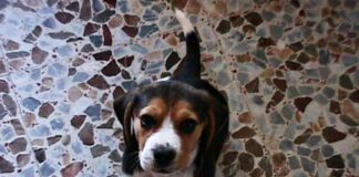 Garret-cachorro de beagle con pocas semanas