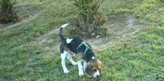 beagle Garret oliendo un rastro