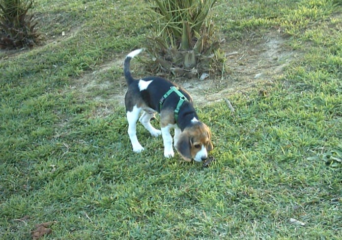 beagle Garret oliendo un rastro