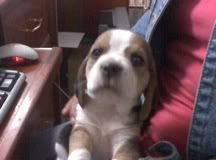 cachorro-beagle
