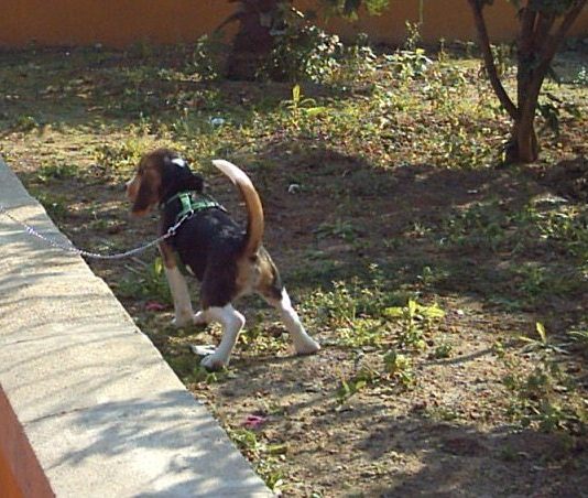cachorro-begale-haciendo-pipi