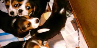 camada de beagles - Gala y hermanos