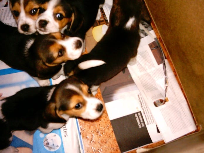camada de beagles - Gala y hermanos