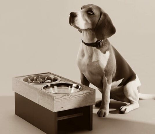 comedero alto para beagle