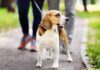 perro beagle pasea sujetado por una correa, con su dueño