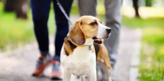 perro beagle pasea sujetado por una correa, con su dueño