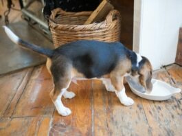 cachorro beagle comiendo