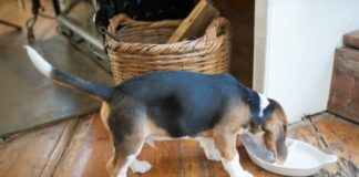 cachorro beagle comiendo
