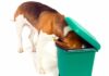 el beagle y la basura