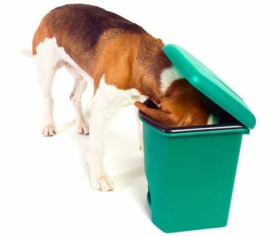 el beagle y la basura