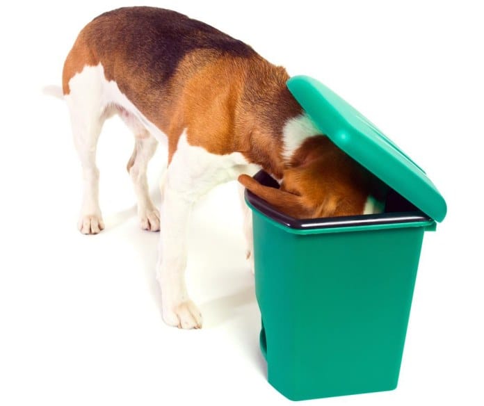 el beagle y la basura