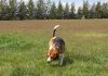 perro-beagle-suelto
