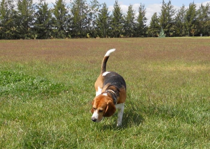 perro-beagle-suelto