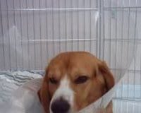 Garret - beagle enfermo con collar isabelino