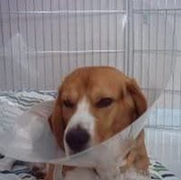 Garret - beagle enfermo con collar isabelino