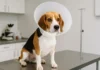 Perro beagle encima de una mesa de la clínica veterinaria.
