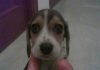 cachorrita-beagle-Gala enferma