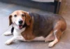 perrita beagle obesa