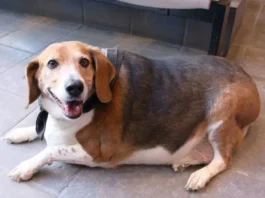 perrita beagle obesa