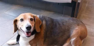 perrita beagle obesa