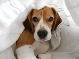 Antes de adquirir un beagle (6) antes de adquirir un beagle