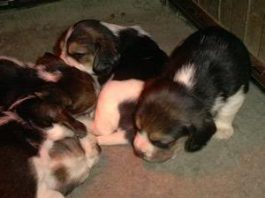 camada beagles en la que nació Garret
