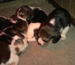 camada beagles en la que nació Garret