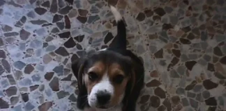 beagle Garret de cachorro