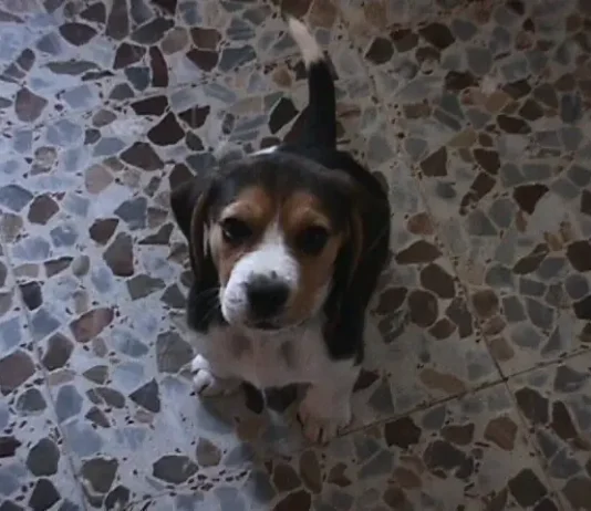 beagle Garret de cachorro