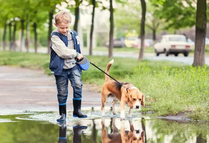 niño paseando a un perro beagle