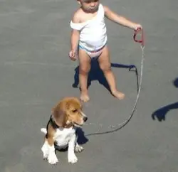 cachorro de beagle y niño pequeño de apenas 2 años