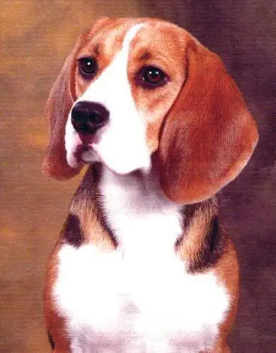 Hembra de beagle, campeona con más de 42 títulos ganados.