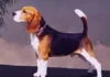 Perro beagle macho que cumple el estándar de raza.