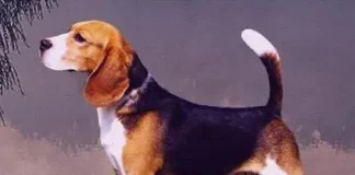 Perro beagle macho que cumple el estándar de raza.