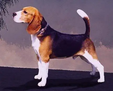 Perro beagle macho que cumple el estándar de raza.