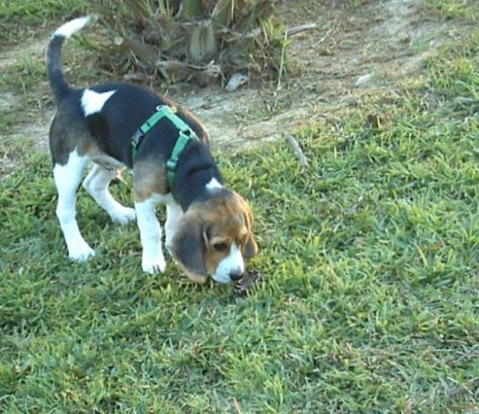 perro se come las heces coprofagia