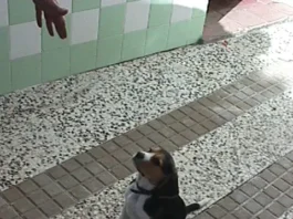 consejos para educar al cachorro
