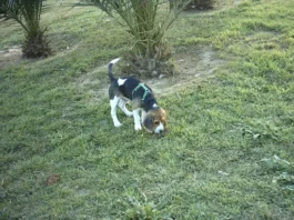 por que los perros comen hierba