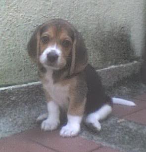 cachorro de beagle