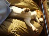 beagle_duerme