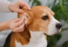 cuidado orejas perro beagle