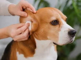 El cuidado de las orejas del perro cuidado orejas perro beagle